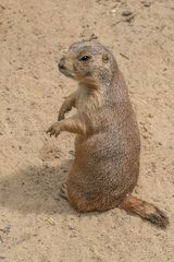 Zoo Hannover IV