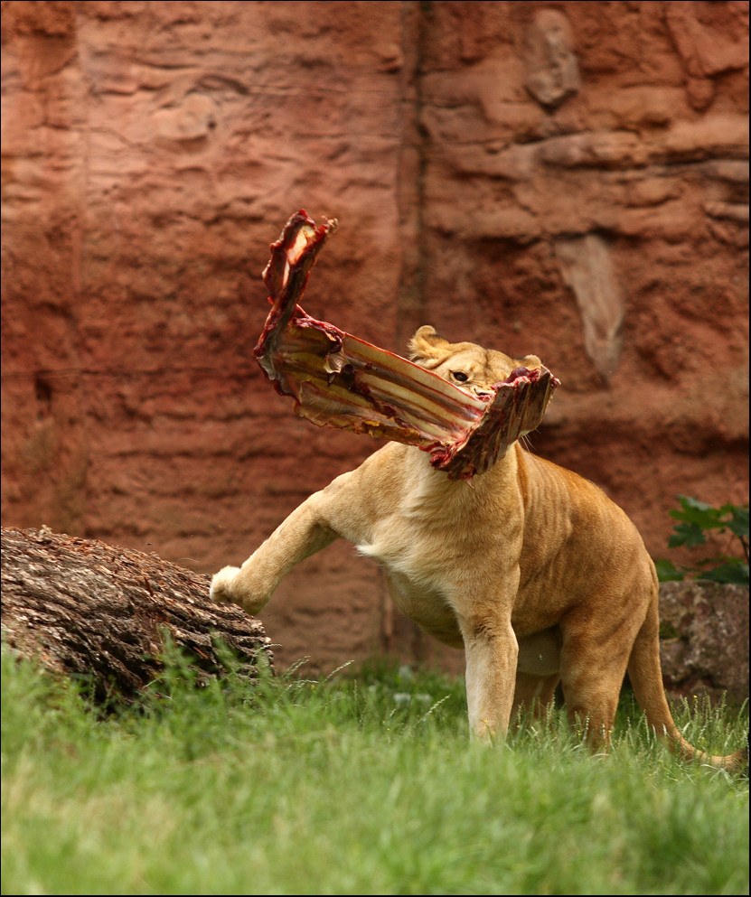 Zoo Hannover - Mietzekatze