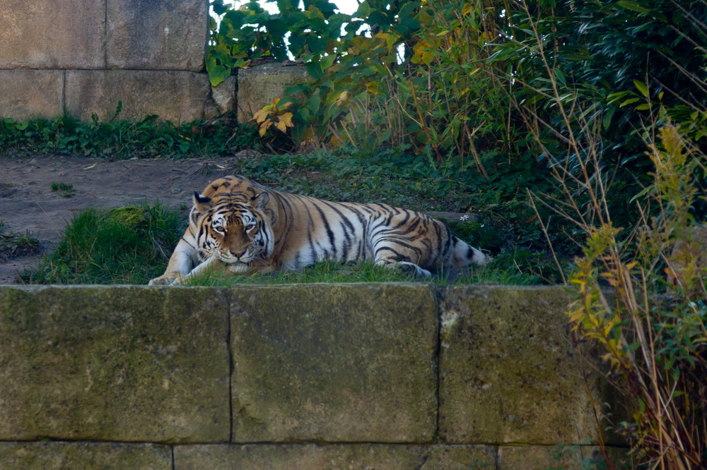 Zoo Hannover Oktober 2012 #14