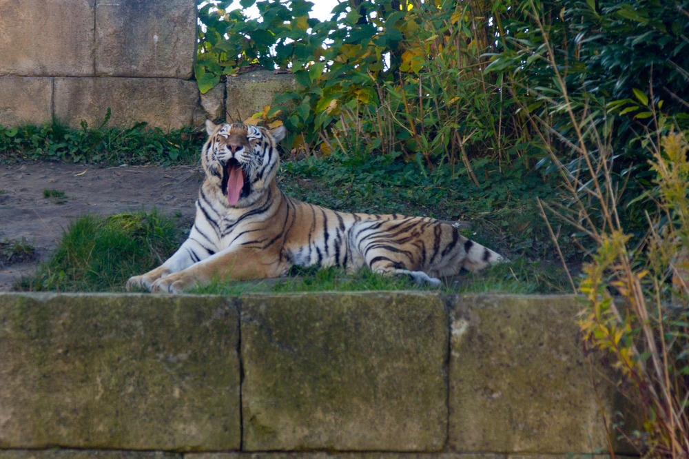 Zoo Hannover Oktober 2012 #15