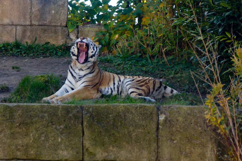 Zoo Hannover Oktober 2012 #16