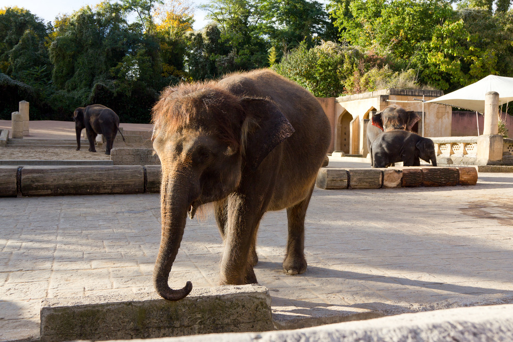 Zoo Hannover Oktober 2012 #19