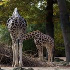 Zoo Hannover Oktober 2012 #2