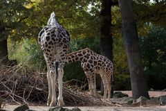 Zoo Hannover Oktober 2012 #2