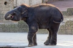 Zoo Hannover Oktober 2012 #20