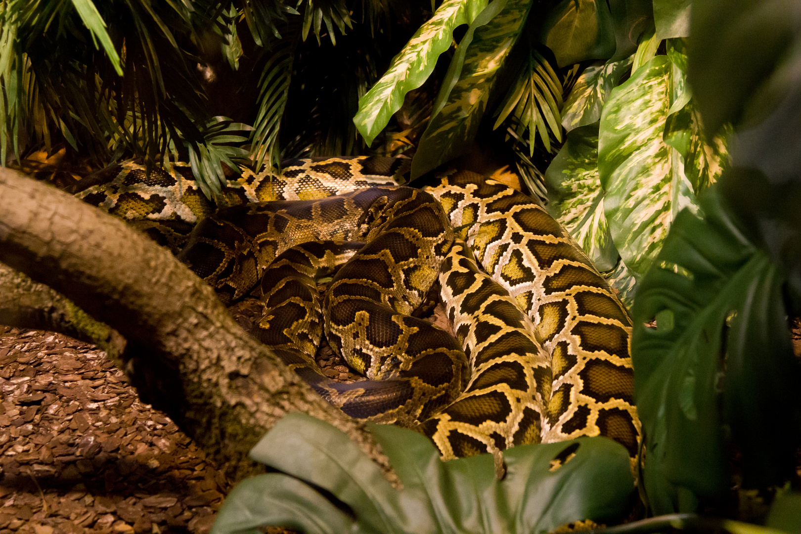 Zoo Hannover Oktober 2012 #21