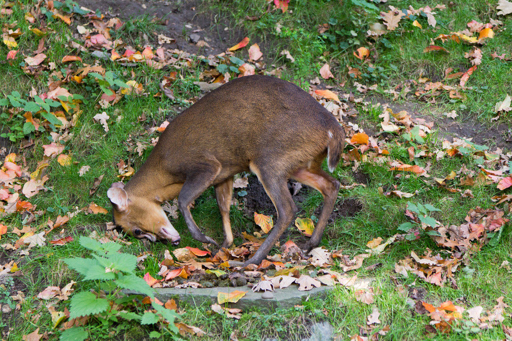 Zoo Hannover Oktober 2012 #22