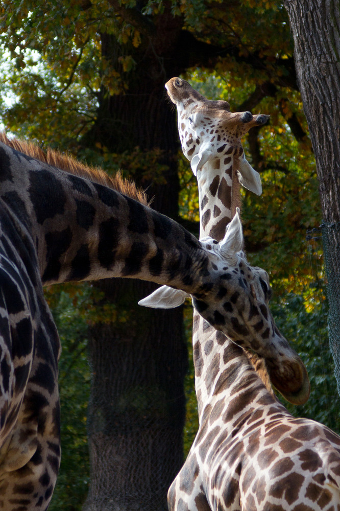 Zoo Hannover Oktober 2012 #3