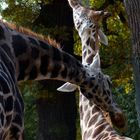 Zoo Hannover Oktober 2012 #3