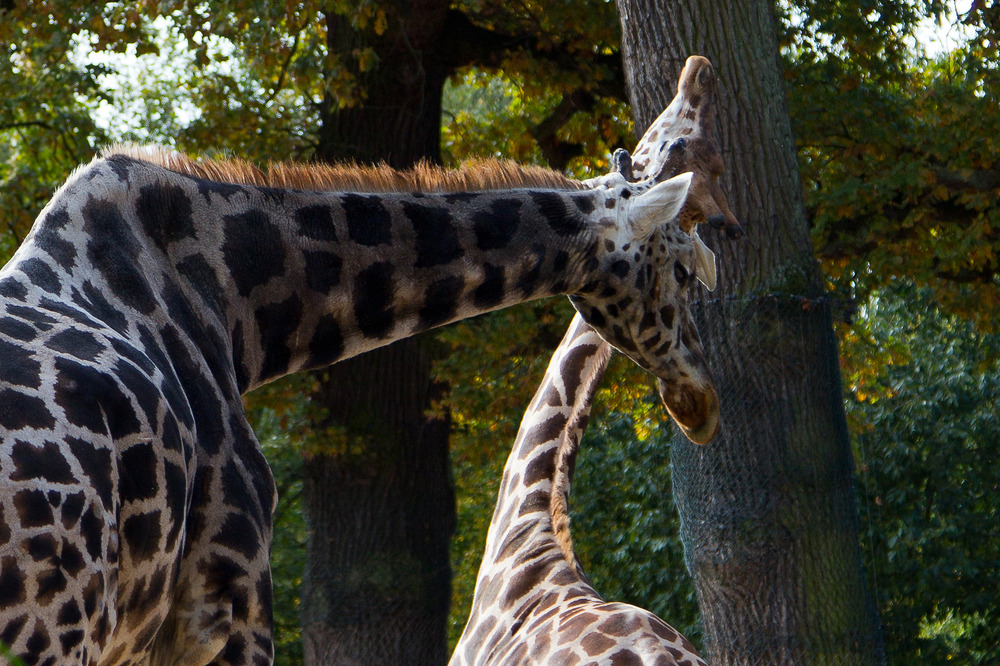 Zoo Hannover Oktober 2012 #4