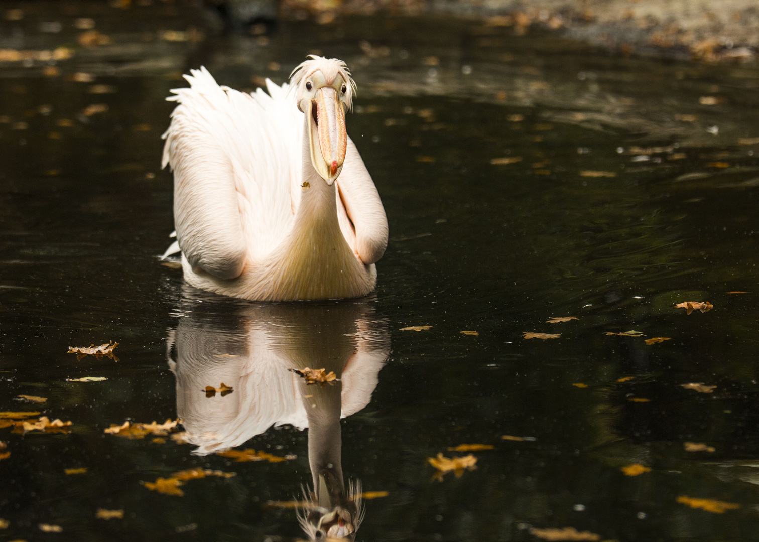 Zoo Hannover Pelikan