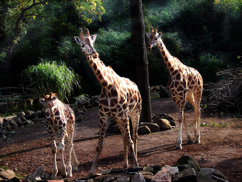 Zoo Hannover - Rothschildgiraffen