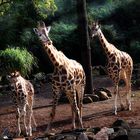 Zoo Hannover - Rothschildgiraffen