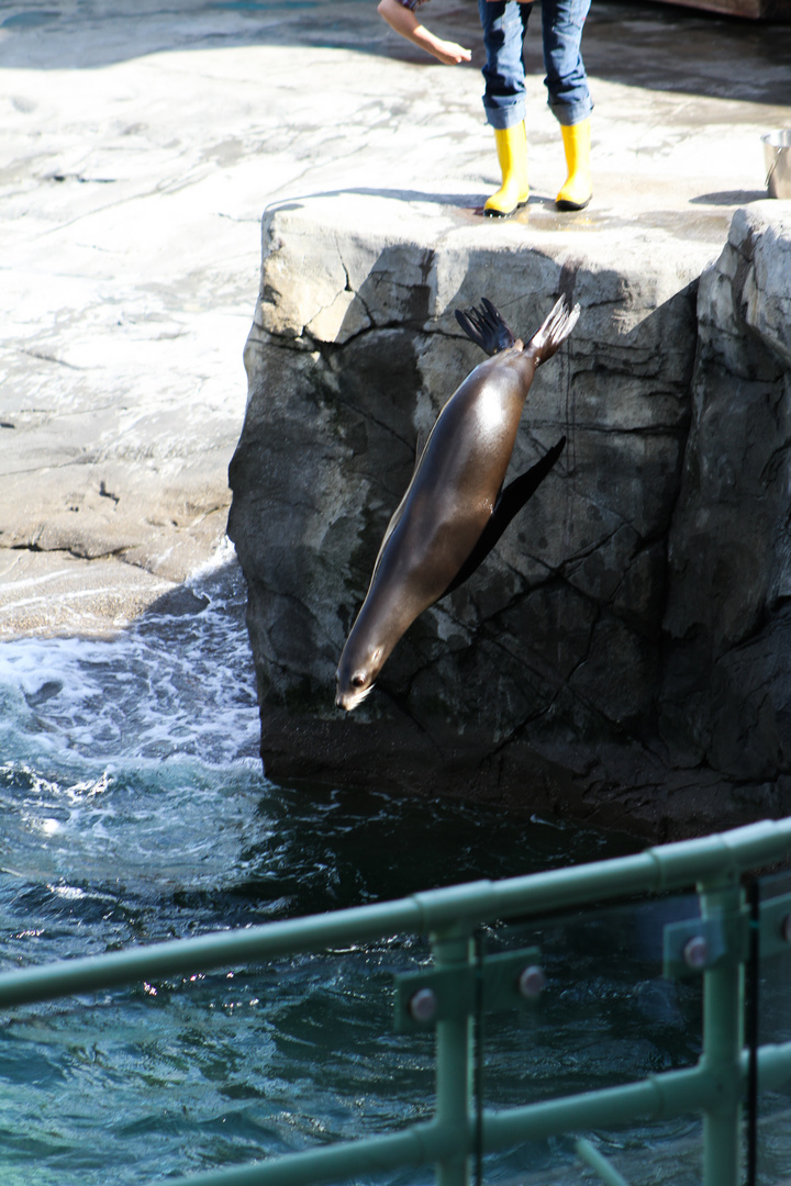 Zoo Hannover Seehund