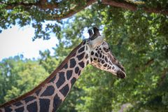 Zoo Hannover V