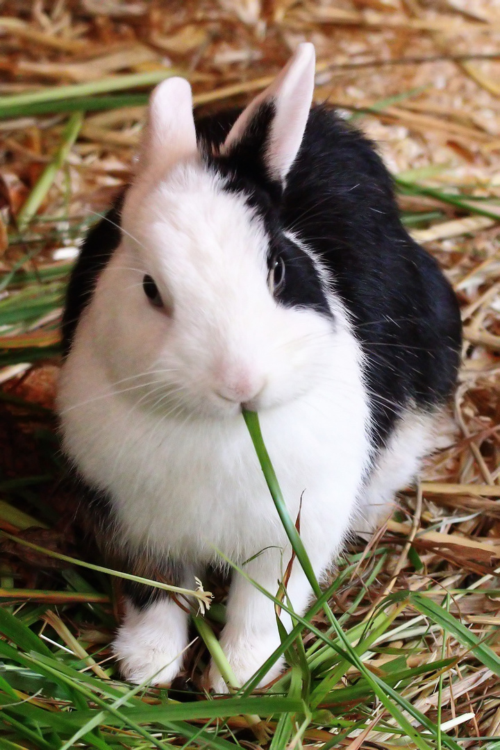 "Zoo Hase" im Nürnberger Tiergarten