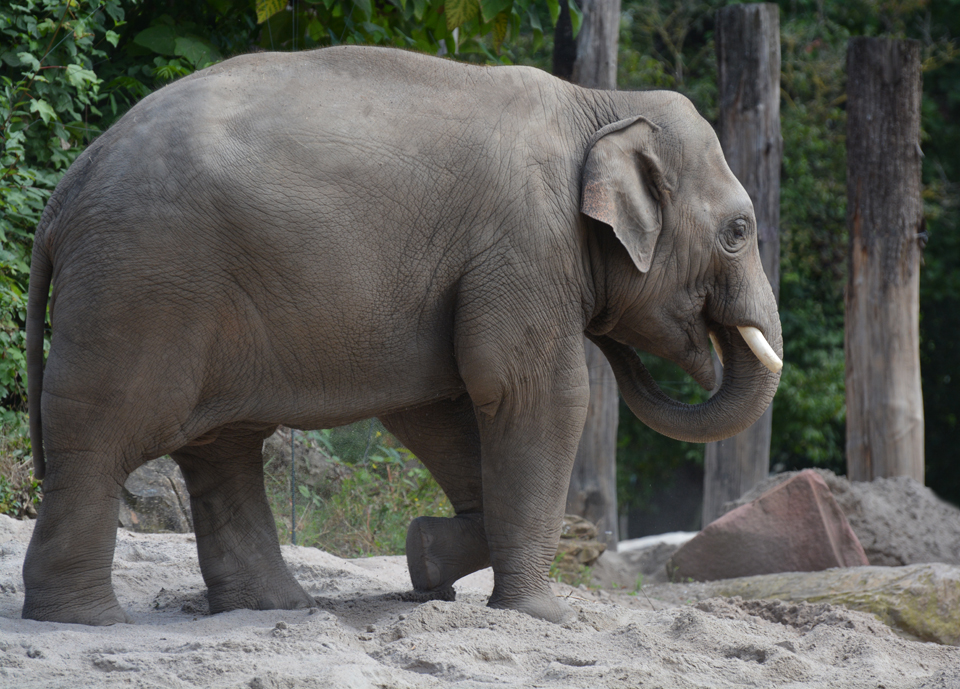 Zoo Heidelberg 