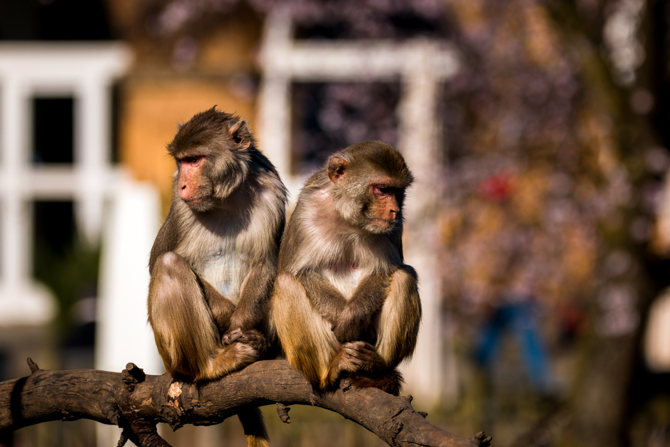 Zoo Heidelberg 02/2016