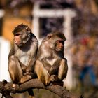 Zoo Heidelberg 02/2016