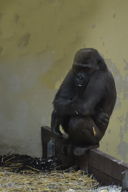 Zoo Heidelberg 