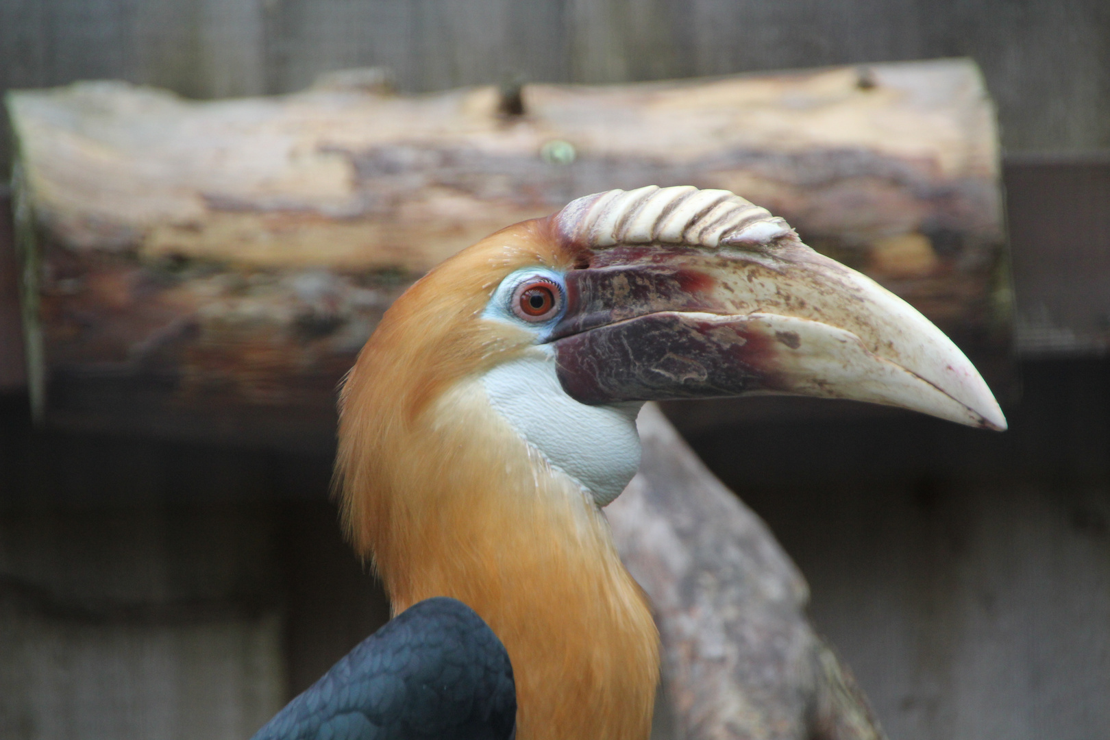 Zoo Heidelberg 1