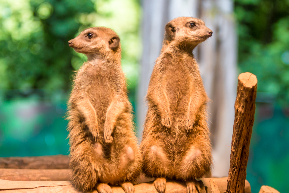 Zoo Heidelberg