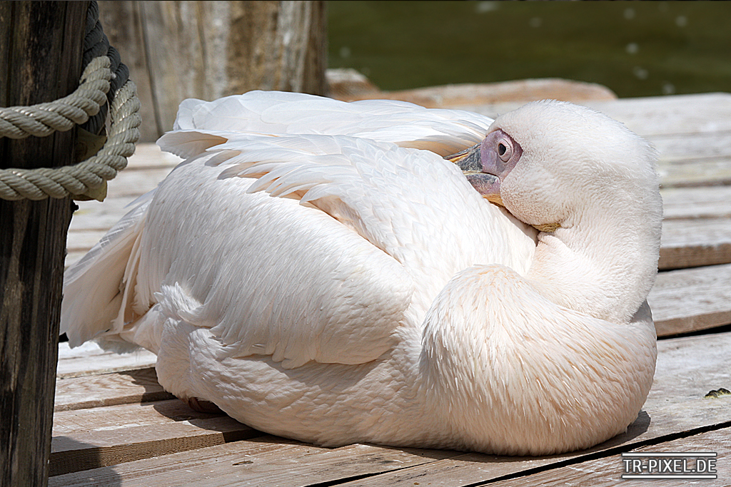 Zoo Heidelberg 19.06.14