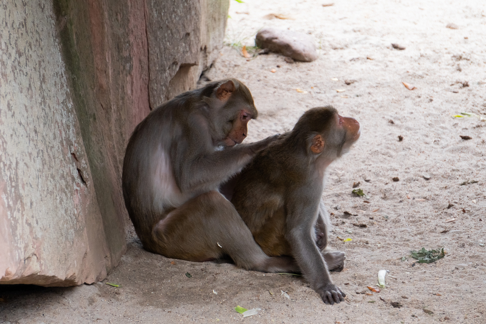 Zoo Heidelberg 2020