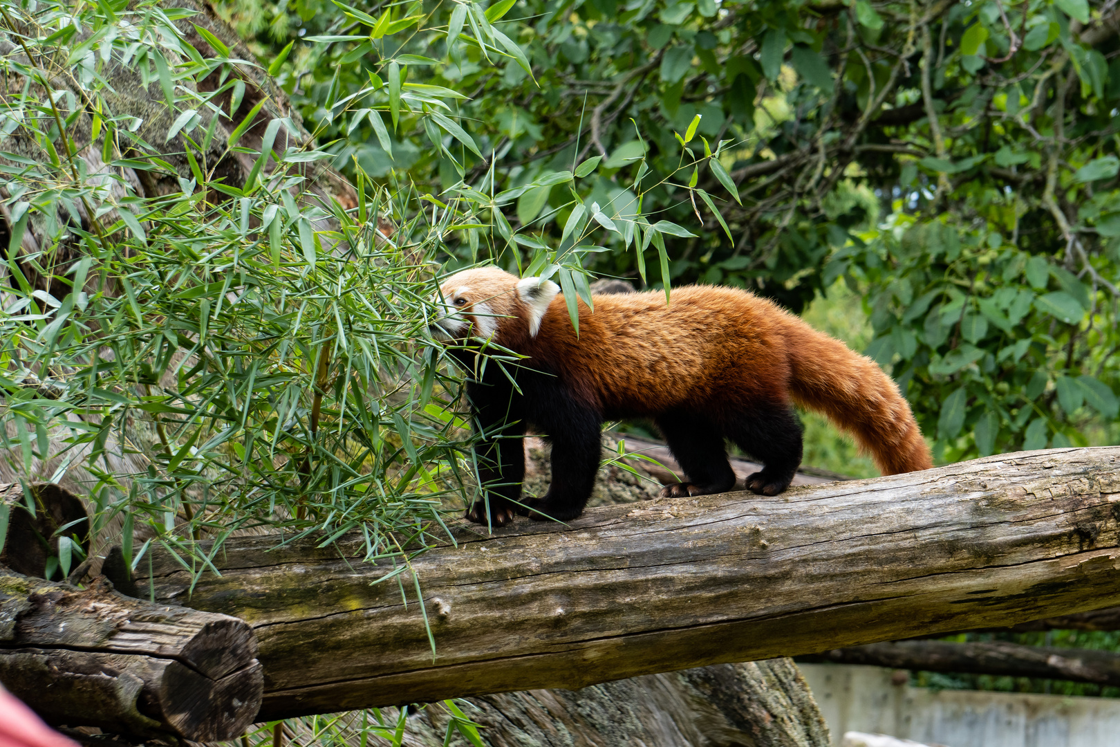 Zoo Heidelberg 2020