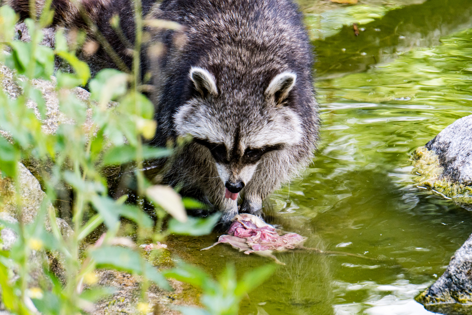 Zoo Heidelberg 2020