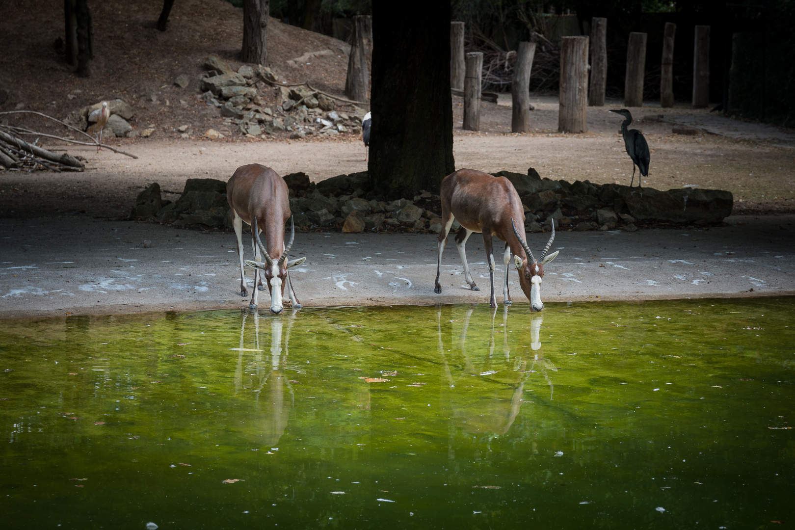 Zoo Heidelberg (38)