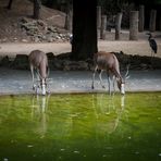 Zoo Heidelberg (38)