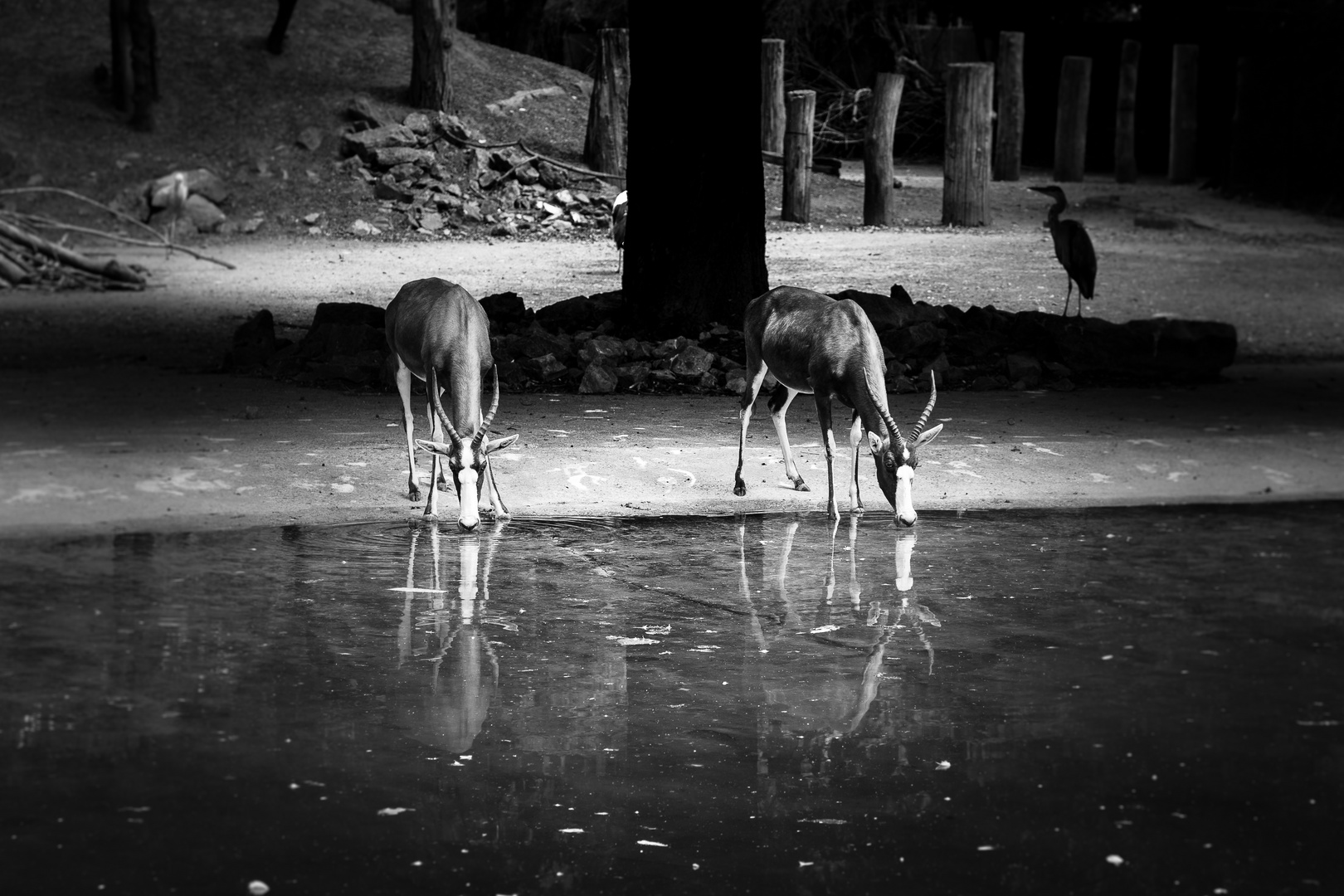 Zoo Heidelberg 