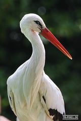 Zoo Heidelberg