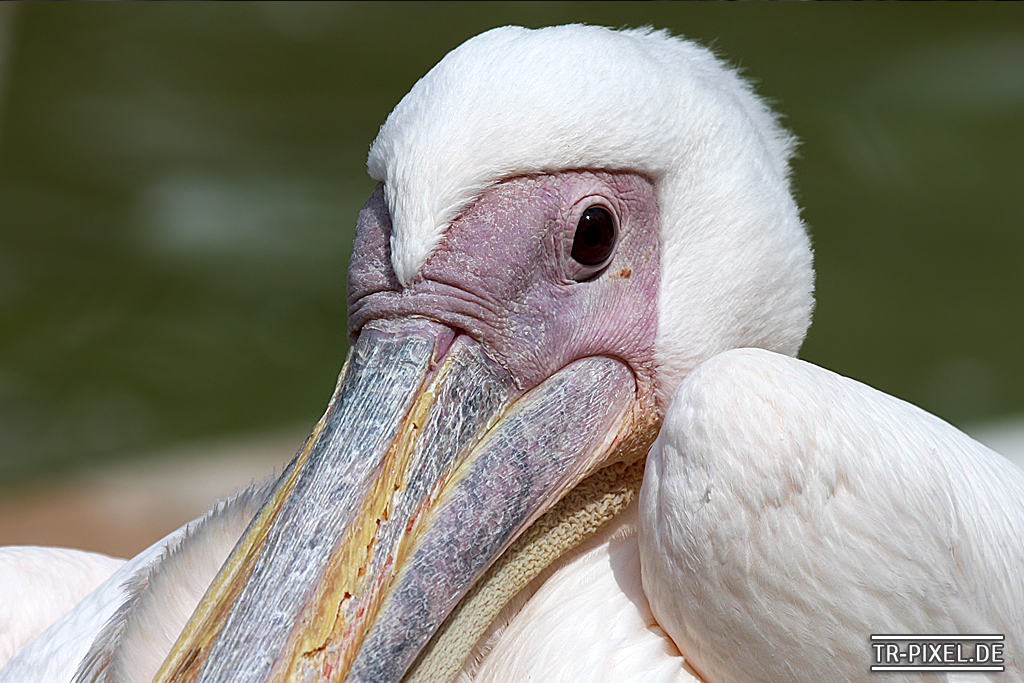 Zoo Heidelberg