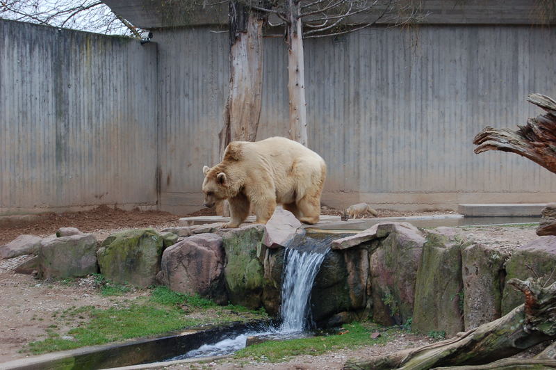 zoo heidelberg