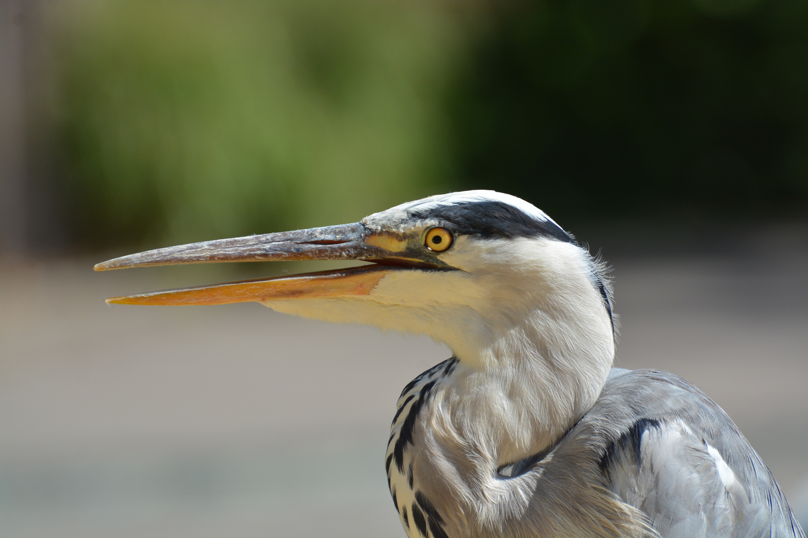 Zoo Heidelberg 