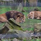 Zoo Heidelberg im Januar 