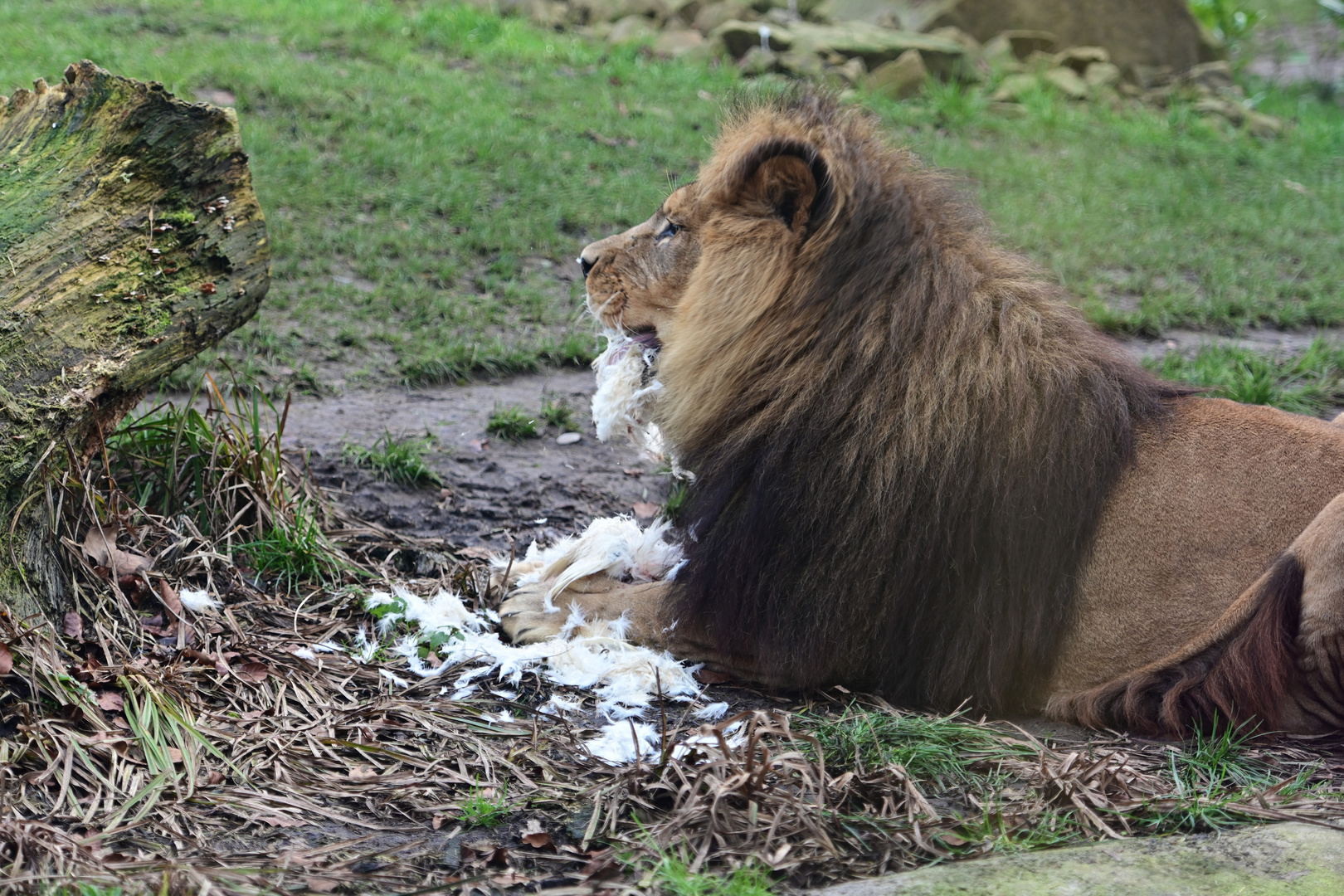 Zoo Heidelberg im Januar 