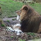 Zoo Heidelberg im Januar 