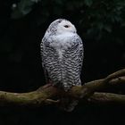 Zoo Heidelberg im Januar 