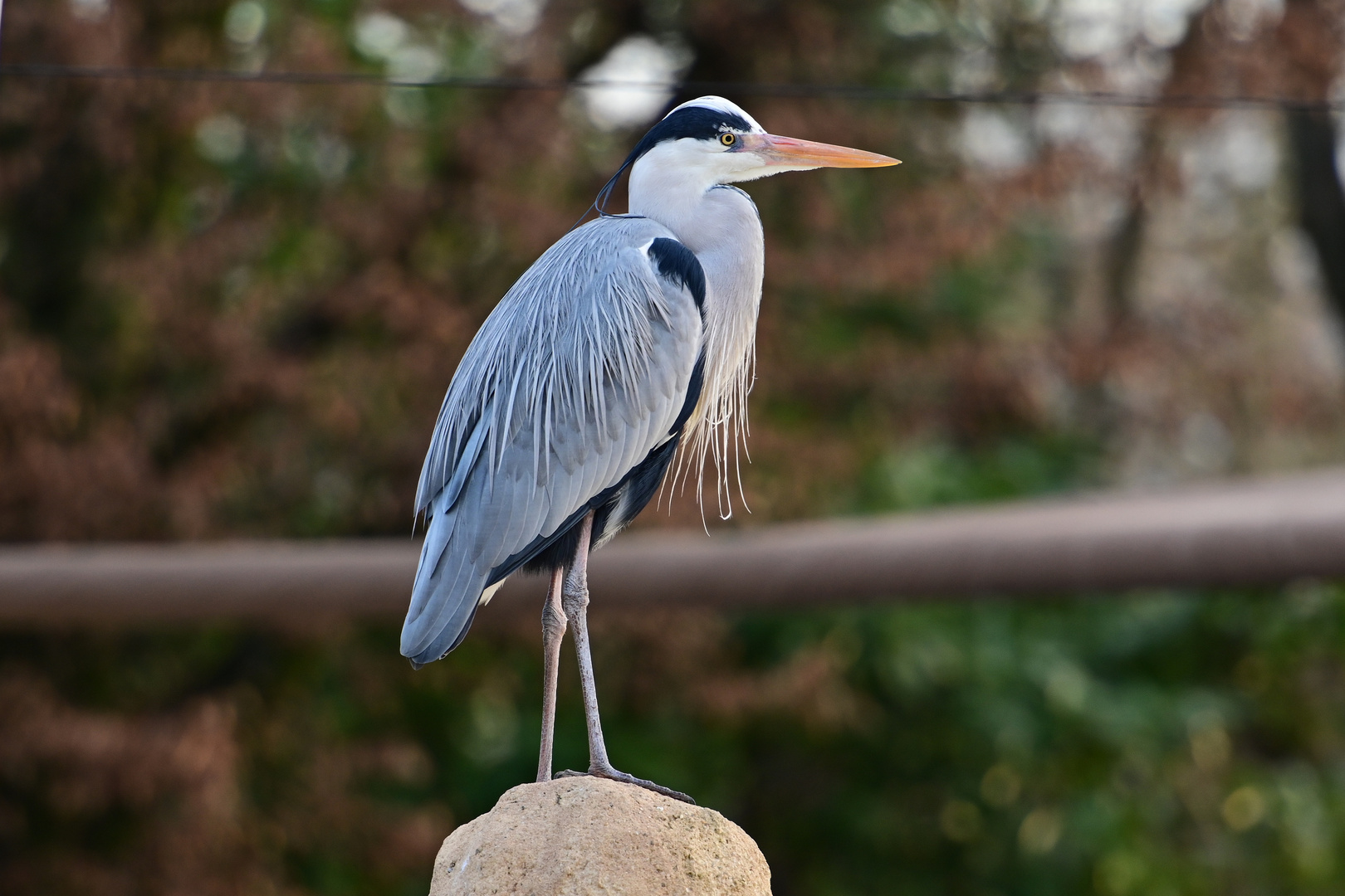 Zoo Heidelberg im Januar 