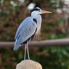 Zoo Heidelberg im Januar 