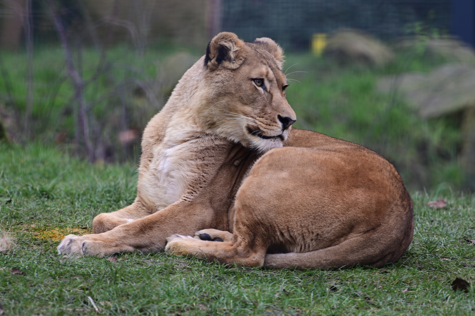 Zoo Heidelberg im Januar 