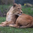 Zoo Heidelberg im Januar 