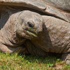Zoo Heidelberg - Riesenschildkröte