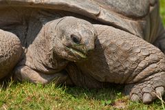 Zoo Heidelberg - Riesenschildkröte