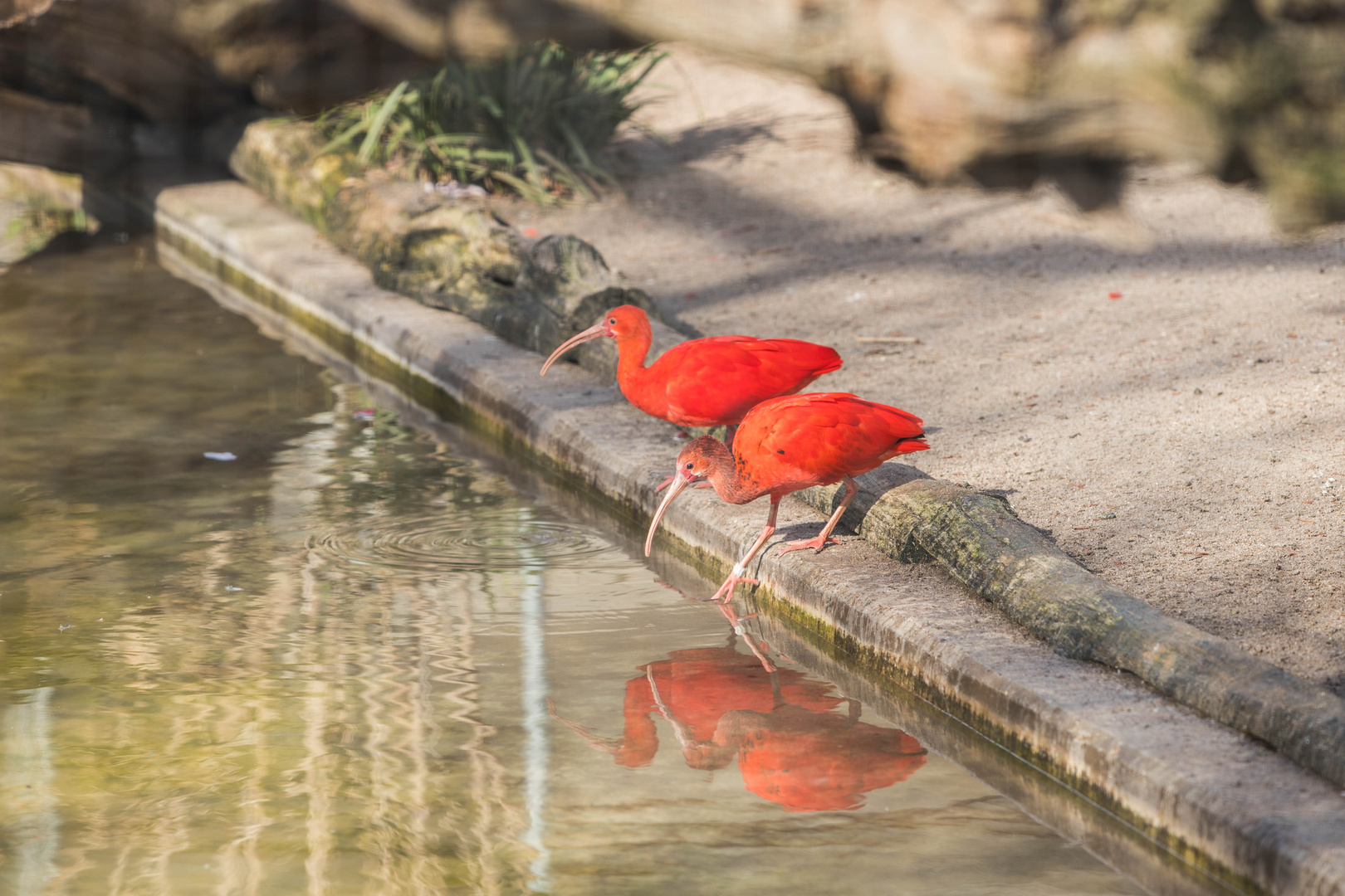 Zoo Heidelberg - Spiegeltag