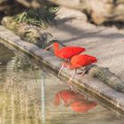 Zoo Heidelberg - Spiegeltag