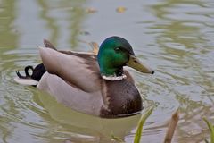 Zoo Hellabrunn München 04